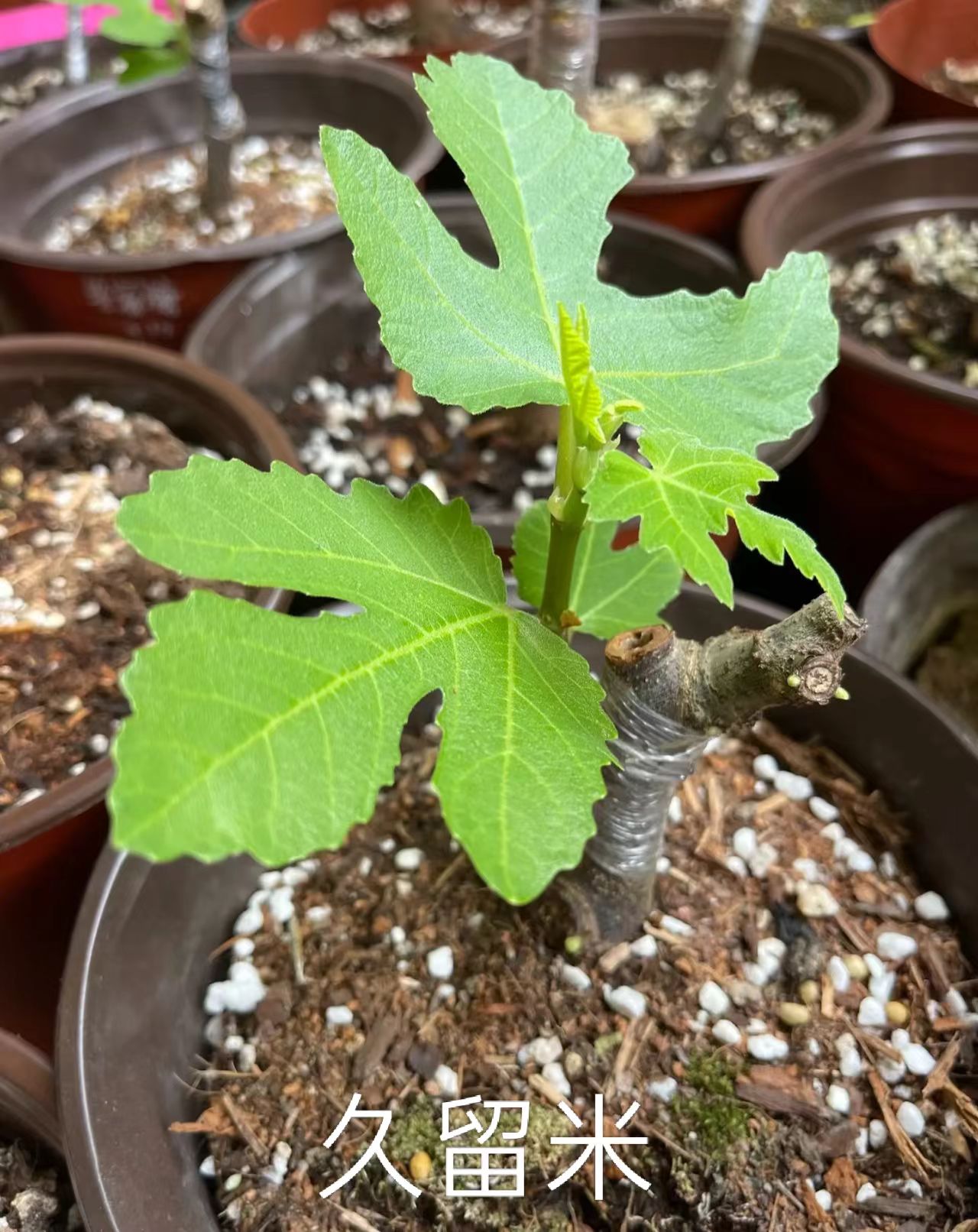 久留米（Kurume）